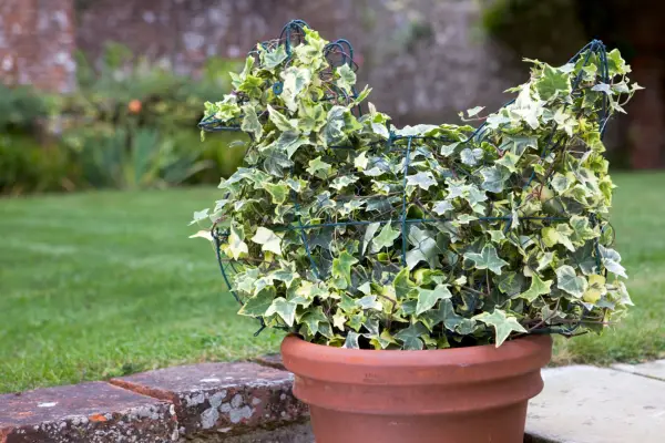 How to make a topiary chicken