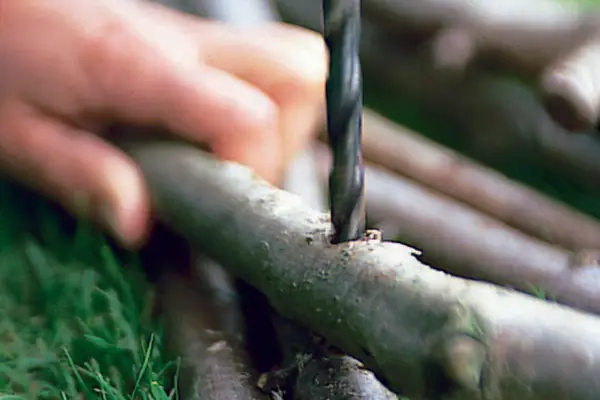 Drilling a hole in hazel log