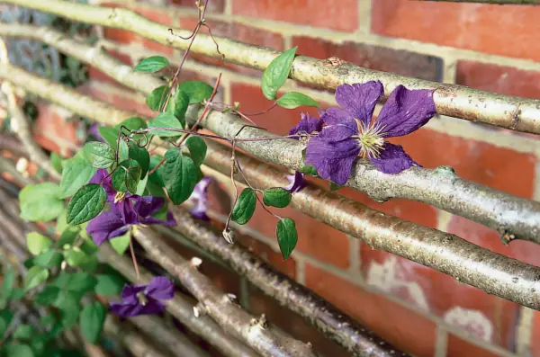How to make a trellis from hazel poles