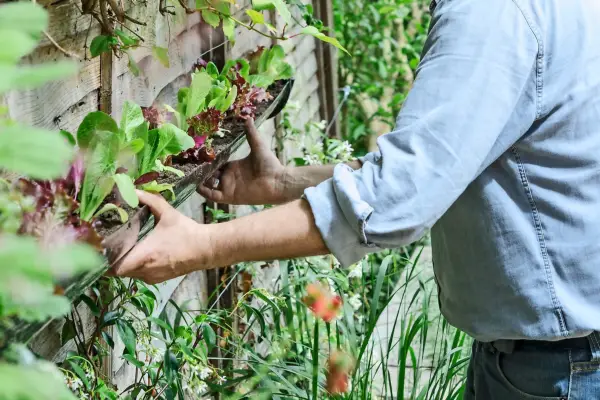 Come preparare una fioriera insalata che salva spazio