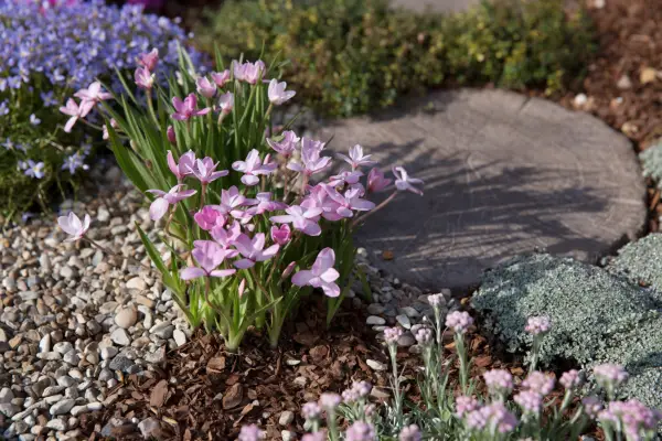Rhodohypoxis baurii growing on a rockery