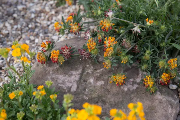 Anthyllis vulneraria