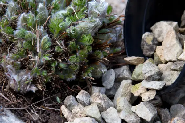 Adding rocks around Pulsatilla pasque in a rock garden