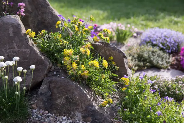 A close up of a rockery featuring colourful alpine plants
