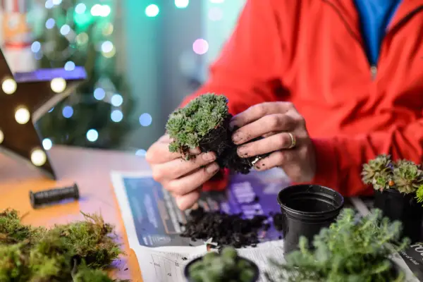 Removing plants from their plant pots before adding to the frame