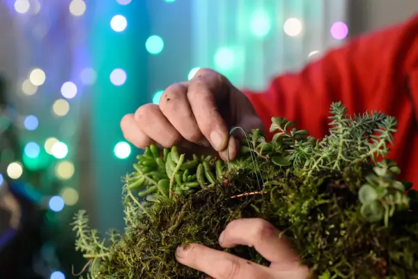 Using binding wire to fox the plants in place