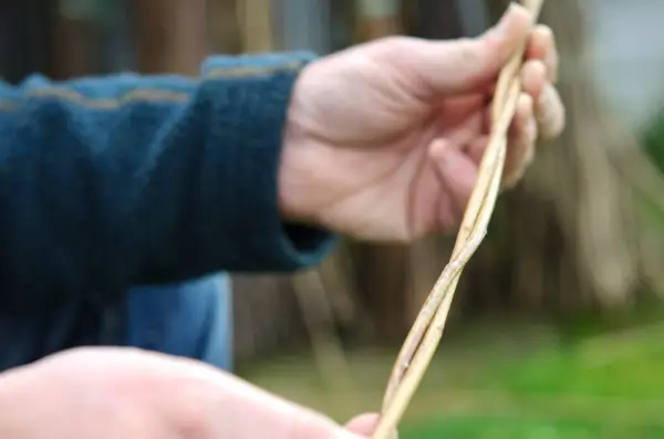 Making willow plant supports - weaving the stems together