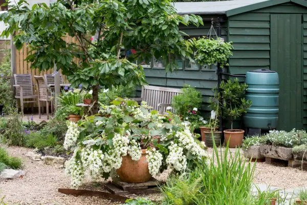 Shed with attached guttering and water butt