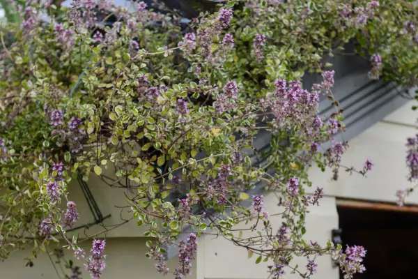 Shed green roof of thyme and red cabbage