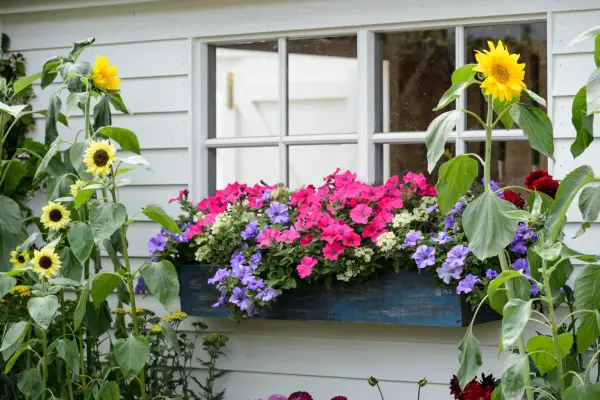 Shed window box with colourful bedding plants