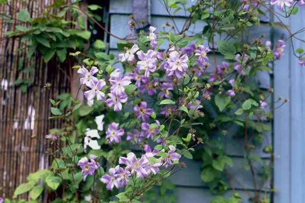 Clematis climbing over a shed. Photo: Getty Images.