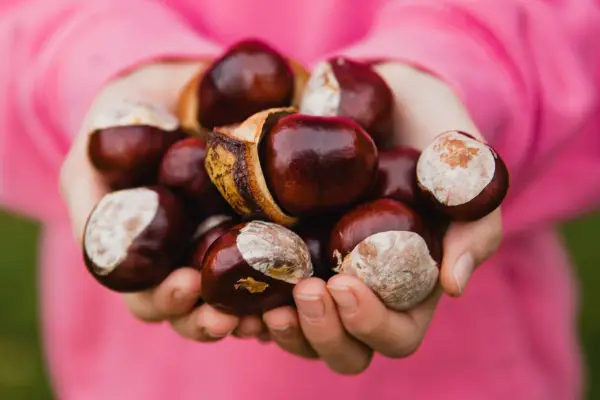 Conkers as 
