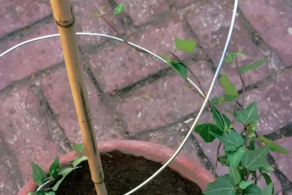 Come creare un supporto per piante a spirale