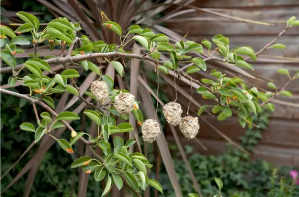 Jak vyrobit krmítka pro borovicové kužely