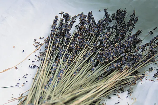 Dried lavender