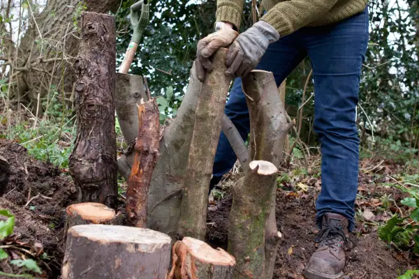 How to make a stumpery - standing the logs in the pit