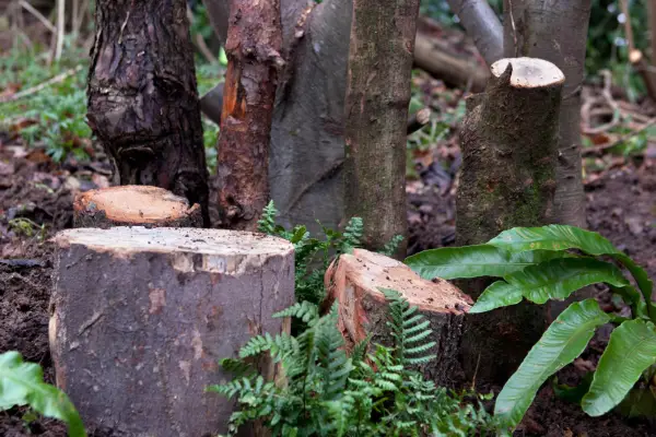 How to make a stumpery for insects