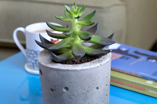 Ako vyrobiť betónový kvetináč pre domáce rastliny