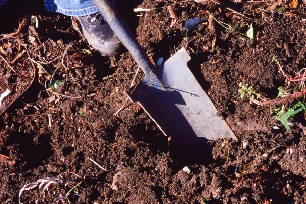 Levelling the soil with a spade