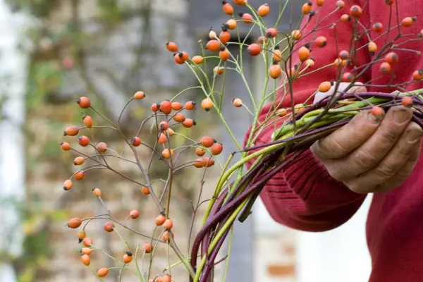 Wildlife-friendly Christmas wreath