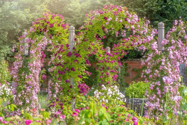 This pergola doubles up as a rose arch. Getty Images