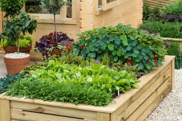A wooden raised vegetable bed