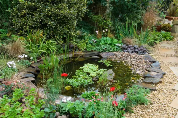 A wildlife-friendly pond