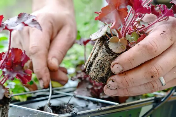 Living wall - planting plugs in modules