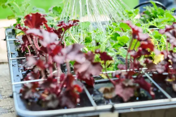 Living wall - watering the plants
