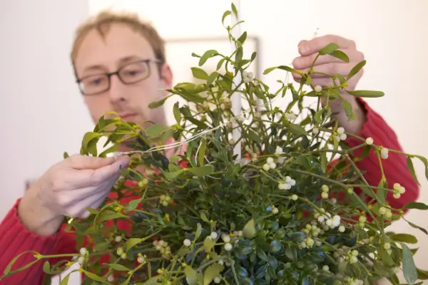 Mistletoe and box Christmas ball - adding mistletoe