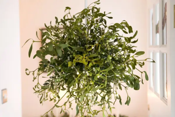 Come fare un vischio e una palla di Natale in scatola