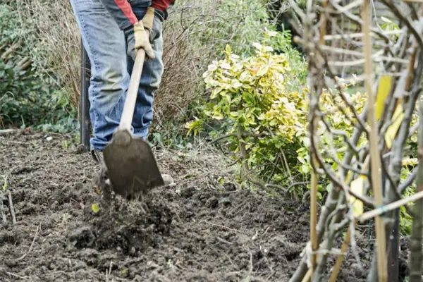 Espalier fruit tree screen - digging the hole