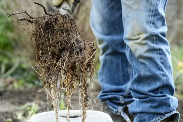 Espalier fruit tree screen - soaking the rootball