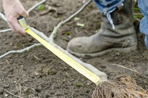 Espalier fruit tree screen - measuring the tree