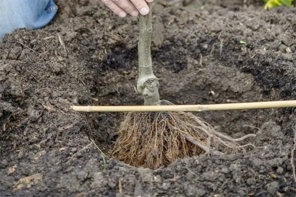 Espalier fruit tree screen - planting the tree