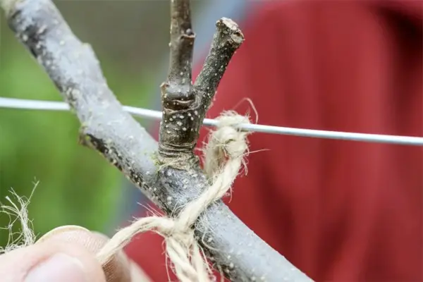 Espalier fruit tree screen - tying the stems to the wires