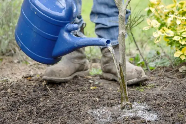 Espalier fruit tree screen - watering the tree