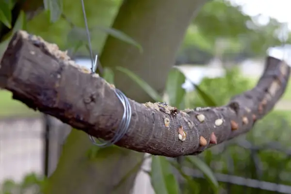 Lage en suet- og nøtteloggmater