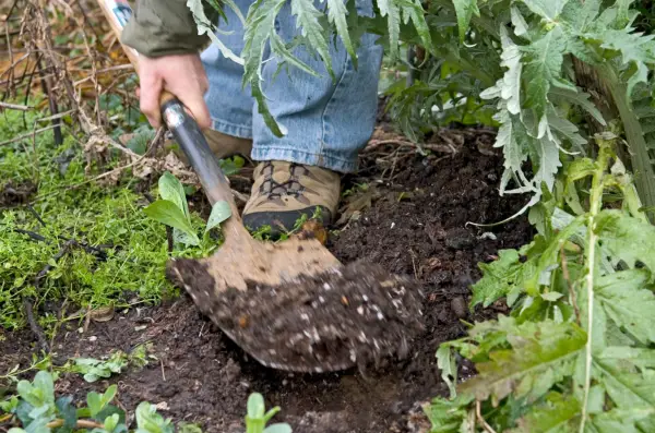 Digging a shallow hole