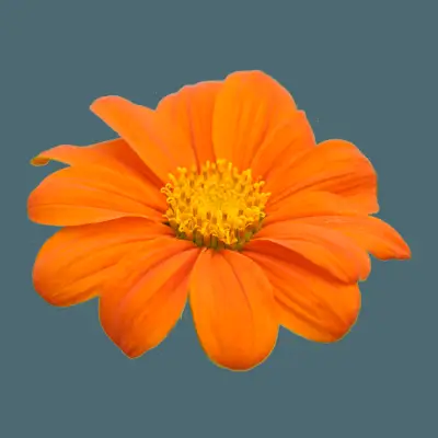 Wie man einen Kieselmosaikweg macht