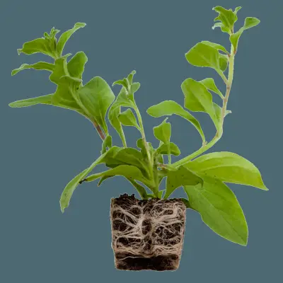 Hvordan man laver comfrey salve