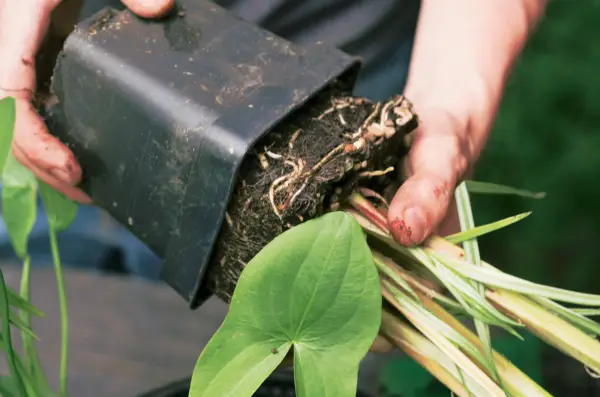 Pond in a pot - planting aquatic plants