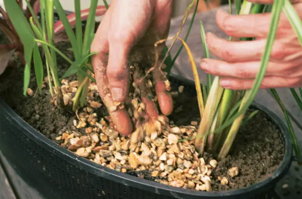 Pond in a pot - adding gravel to the surface of each pot