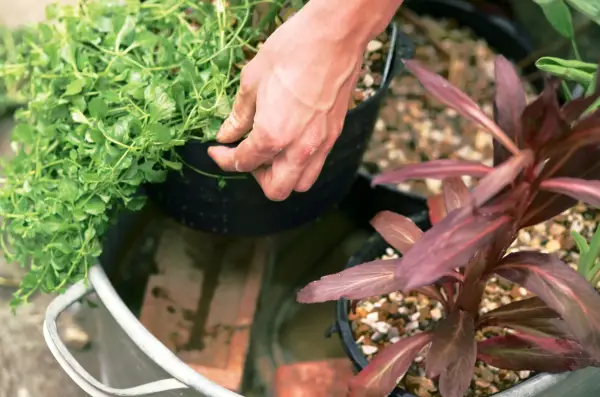 Pond in a pot - lowering the baskets into the water