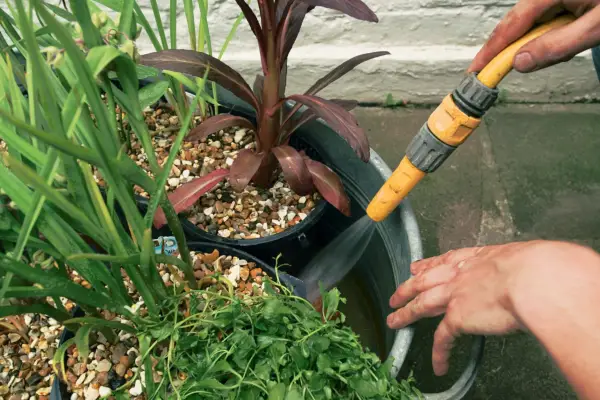 Pond in a pot - topping up the pond with water