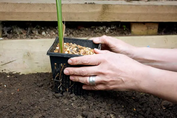 How to build a garden pond - checking the depth of the pond using plants