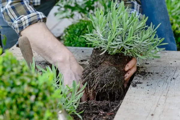 fill-the-bed-with-soil-2