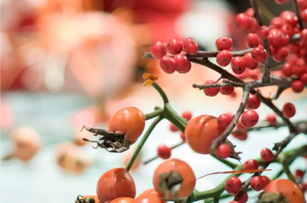 Berries and rosehips