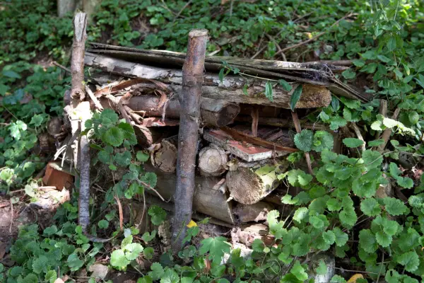 A wood stack dead wood habitat for wildlife