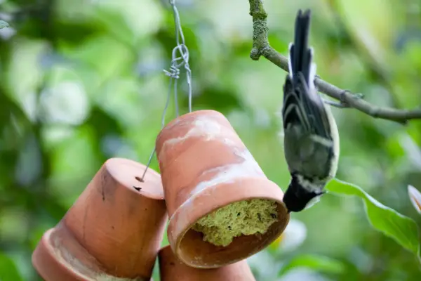 How to make a hanging bird feeder